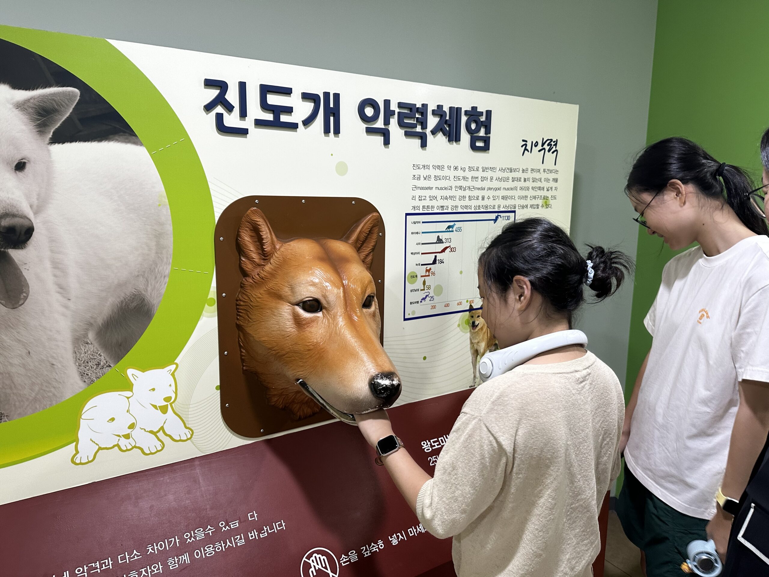 진도개 테마파크